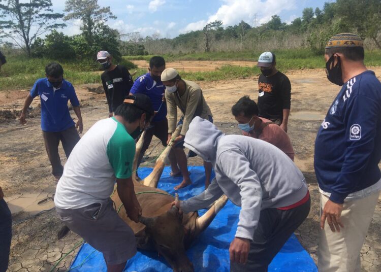 Perdana, Warga Bukit Batakan Permai III Lakukan Penyembelihan Hewan Qurban, David : Kami Utamakan Warga Yang Terdampak Pandemi dan Isoman