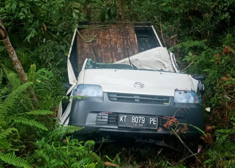 Pick Up Bermuatan 4 Ekor Sapi Masuk Jurang di Bukit Suharto, Sopir Tewas di Tempat
