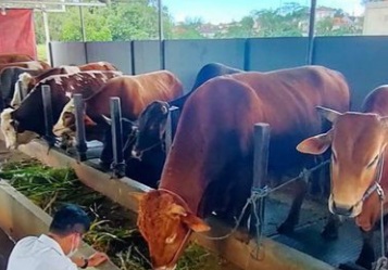 Wabah Penyakit Mulut Dan Kuku Potensi Dorong Inflasi di Balikpapan