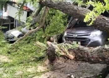 Hujan Deras Sejak Dini Hari, Pohon Tumbang Timpa Mobil di Bawah Kanopi