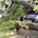Hujan Deras Sejak Dini Hari, Pohon Tumbang Timpa Mobil di Bawah Kanopi