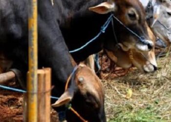 Lokasi Penjualan Hewan Kurban di Balikpapan Menjamur, Banyak Tak Berizin