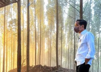 Rabu Besok, Presiden Jokowi ke IKN Lagi