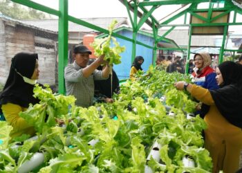 Panen Perdana Sayuran Hidroponik di Kampung Atas Air