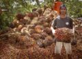 Harga Tandan Buah Segar Kelapa Sawit Naik