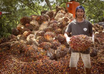 Harga Tandan Buah Segar Kelapa Sawit Naik