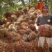 Harga Tandan Buah Segar Kelapa Sawit Naik