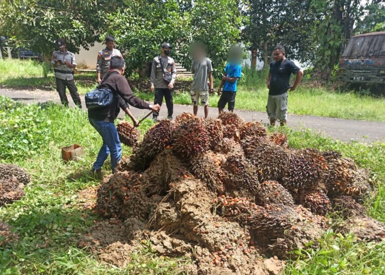 Polsek Batu Engau Ungkap Tindak Pidana Pencurian Buah Kelapa Sawit