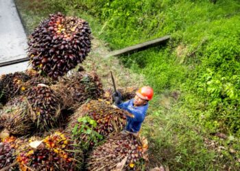 Berharap Transfer DBH Sawit Dipercepat