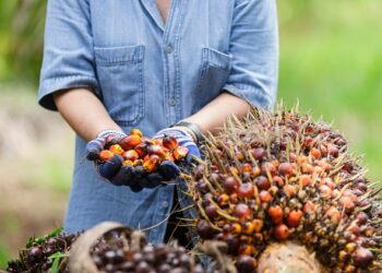 Tingkatkan Kualitas Kebun Sawit, Disbun Kukar Lanjutkan Program STD-B