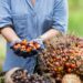 Tingkatkan Kualitas Kebun Sawit, Disbun Kukar Lanjutkan Program STD-B