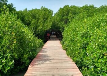 Pemdes Saliki Optimis Jadikan Mangrove Wisata Unggulan