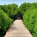 Pemdes Saliki Optimis Jadikan Mangrove Wisata Unggulan