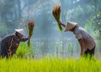 Kelurahan Maluhu Prioritaskan Pengembangan Pertanian