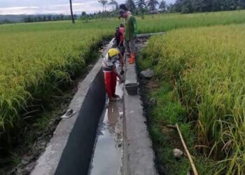 Gencar Bangun Jaringan Irigasi untuk Pertanian Padi Sawah