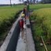 Gencar Bangun Jaringan Irigasi untuk Pertanian Padi Sawah