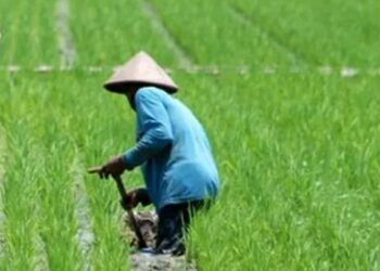 Desa Loh Sumber Ajak Pemuda Beralih ke Pertanian, Ini Tujuannya