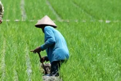 Desa Loh Sumber Ajak Pemuda Beralih ke Pertanian, Ini Tujuannya