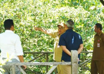 Genjot PAD di Sektor Wisata, Pemkab PPU Komitmen Lakukan Revitalisasi Ekowisata Mangrove Kampung Baru