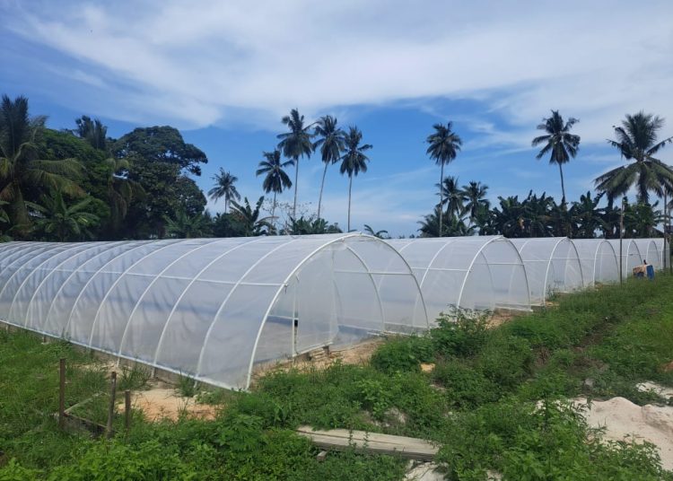Sekali Panen Produksi Garam di Desa Kersik Mencapai 700 Kg