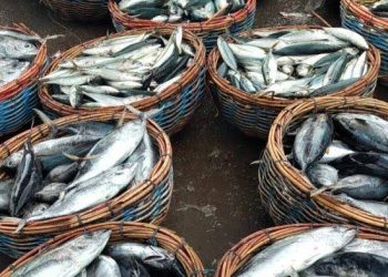 Produksi Perikanan di Kukar Meningkat, Tembus 98 Ribu Ton Sepanjang 2023