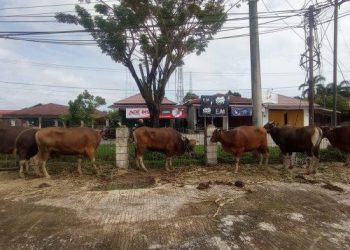 Jelang Idul Fitri, Ratusan Sapi di Kukar Jalani Pemeriksaan