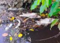 Dewan Soroti Pencemaran Sungai Tunan