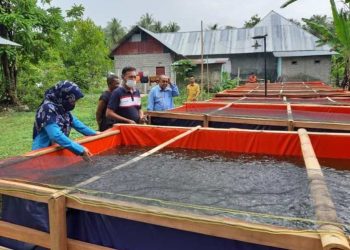 Diskan Siapkan 10.000 Bibit Untuk Petani Ikan di Benuo Taka