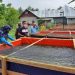 Diskan Siapkan 10.000 Bibit Untuk Petani Ikan di Benuo Taka