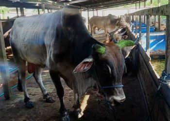 DPRD Balikpapan Dorong Modernisasi RPH dan Peningkatan Ketahanan Pangan