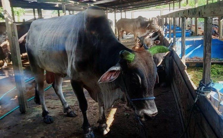DPRD Balikpapan Dorong Modernisasi RPH dan Peningkatan Ketahanan Pangan