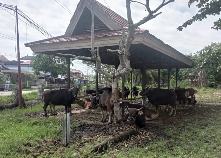 Distanak Kukar Gulirkan Bantuan Ternak dan Fasilitas Peternakan