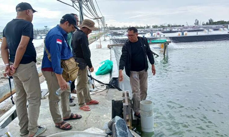 Proyek Hatchery Besar DKP Kukar Akan Suplai Benur untuk IKN