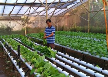 Samboja Barat Targetkan Produksi Sayuran Hidroponik Naik 50 Persen