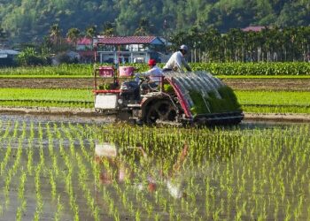 Tanam Padi Kini Lebih Cepat, Petani Bangun Rejo Andalkan Rice Transplanter