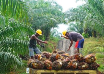 Ekonomi Pedesaan Kukar Disokong Sawit, Pemerintah Dorong Produksi Ramah Lingkungan