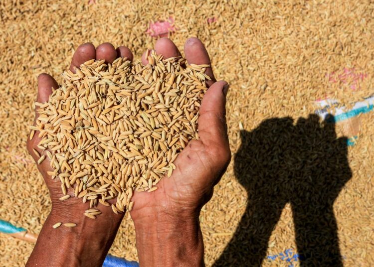 Skema Kemitraan dengan Bulog, Petani Kukar Kini Punya Kepastian Harga Gabah