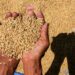 Skema Kemitraan dengan Bulog, Petani Kukar Kini Punya Kepastian Harga Gabah