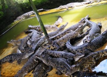 Disporapar Siapkan Revitalisasi Penangkaran Buaya Teritip Jadi Destinasi Wisata Edukatif dan Berkelanjutan