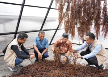 Electrifying Marine: PLN Dorong Sentra Rumput Laut Modern Tihi-Tihi dan Pacu Produktivitas Hingga 6 Ton