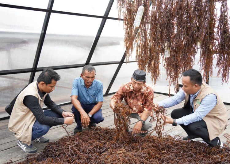 Electrifying Marine: PLN Dorong Sentra Rumput Laut Modern Tihi-Tihi dan Pacu Produktivitas Hingga 6 Ton