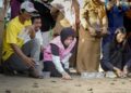 Dukung Kelestarian Ekosistem Pesisir, PLN UID Kaltimra Bersama JMSI dan Forkopimda Balikpapan Lepas 80 Tukik Penyu Lekang