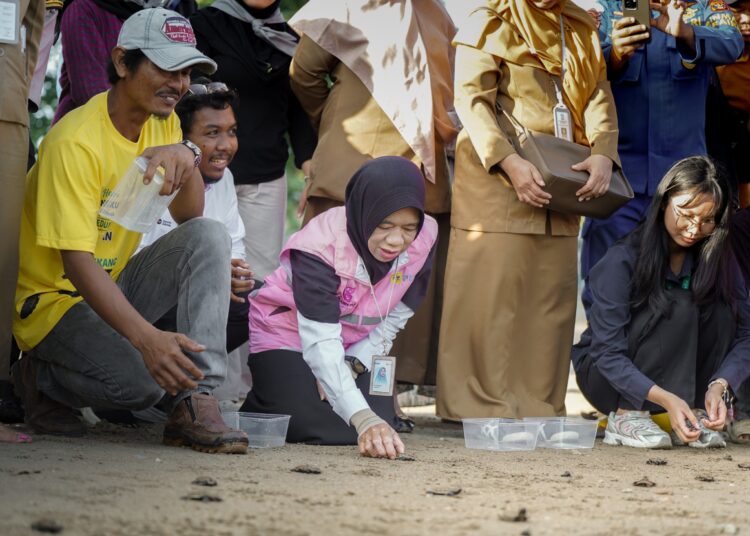 Dukung Kelestarian Ekosistem Pesisir, PLN UID Kaltimra Bersama JMSI dan Forkopimda Balikpapan Lepas 80 Tukik Penyu Lekang